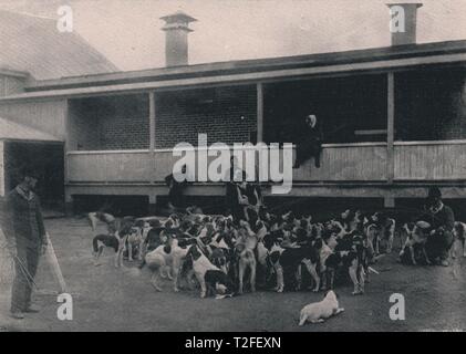 Au Hunt Club Kennels-Montreal Banque D'Images