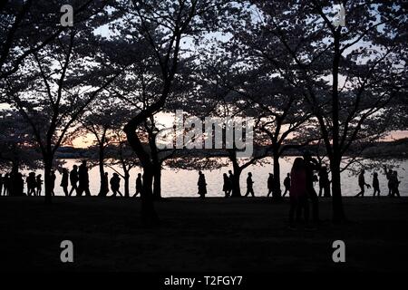 Washington, DC, USA. 1er avril 2019. Les gens profiter de la vue des fleurs de cerisier au Tidal Basin à Washington, DC, États-Unis, le 1 avril, 2019. Credit : Liu Jie/Xinhua/Alamy Live News Banque D'Images