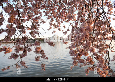 Washington, DC, USA. 1er avril 2019. Les fleurs de cerisier sont vus autour du Tidal Basin à Washington, DC, États-Unis, le 1 avril, 2019. Credit : Liu Jie/Xinhua/Alamy Live News Banque D'Images