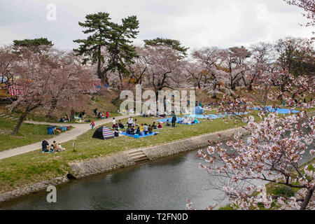 Okazaki, Aichi, Japon. 2ème apr 2019. Vu les personnes bénéficiant d'une vue des cerisiers en fleur pendant le festival.Le printemps arrive et 800 ''sakura'' des cerisiers se propager dans la zone autour de Château Okazaki montrant leurs couleurs avec fierté, ajoutant à l'air de fête de l'endroit, il y a aussi d'innombrables attractions et des aliments traditionnels cale, le ''Yatai'', l'alignement du bord du fleuve Oto Crédit : Takahiro Yoshida SOPA/Images/ZUMA/Alamy Fil Live News Banque D'Images