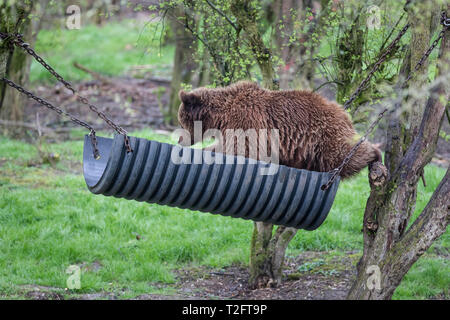 Dunstable, lits, UK. 2 avril, 2019. Une séquence de photos de beauté de sommeil, l'une des trois sœurs de l'ours brun, de détente dans son hamac à ours sur mesure ZSL zoo de Whipsnade. Credit : Amanda rose/Alamy Live News Banque D'Images