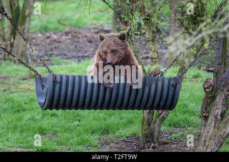 Dunstable, lits, UK. 2 avril, 2019. Une séquence de photos de beauté de sommeil, l'une des trois sœurs de l'ours brun, de détente dans son hamac à ours sur mesure ZSL zoo de Whipsnade. Credit : Amanda rose/Alamy Live News Banque D'Images