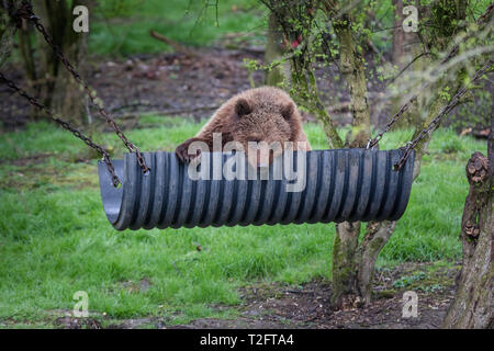 Dunstable, lits, UK. 2 avril, 2019. Une séquence de photos de beauté de sommeil, l'une des trois sœurs de l'ours brun, de détente dans son hamac à ours sur mesure ZSL zoo de Whipsnade. Credit : Amanda rose/Alamy Live News Banque D'Images