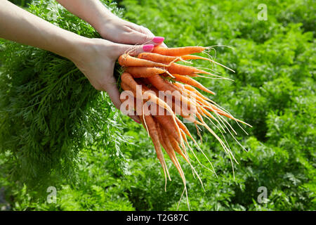 Bande de jeunes carottes biologiques frais du printemps dans les mains d'une femme Banque D'Images