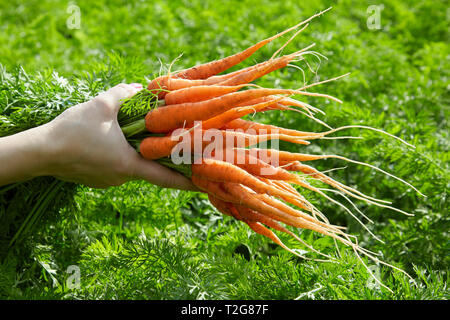 Bande de jeunes carottes biologiques frais du printemps dans les mains d'une femme Banque D'Images