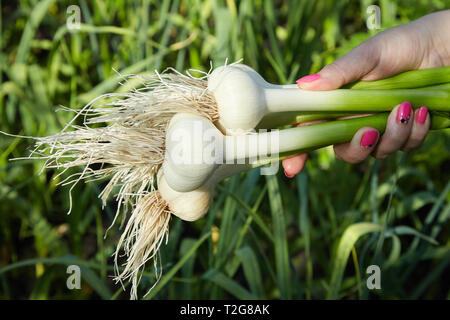 Bande de jeunes printemps frais ail bio dans a woman's hand Banque D'Images