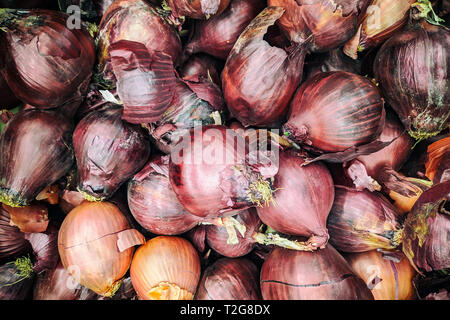 L'oignon violet arrière-plan. Oignon frais variété cultivée dans la boutique. Pour l'oignon rouge, entrée salade et soupe Banque D'Images