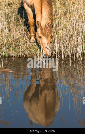 Poneys Konik sauvages sur les rives de Burwell Lode waterway sur Wicken Fen réserve naturelle, Cambridgeshire, Angleterre, Royaume-Uni Banque D'Images