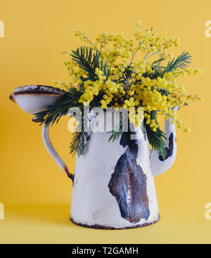Vieux pot de café utilisé comme un vase aux fleurs d'acacia. fond jaune. Banque D'Images