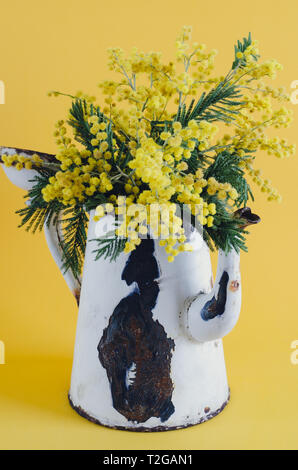 Vieux pot de café utilisé comme un vase aux fleurs d'acacia. Banque D'Images