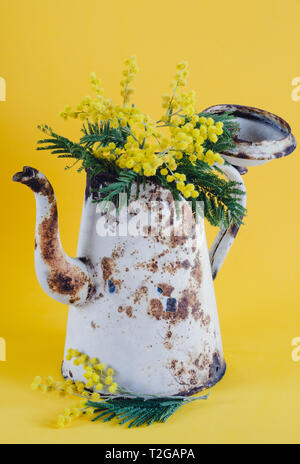 Vieux pot de café utilisé comme un vase aux fleurs d'acacia. Banque D'Images