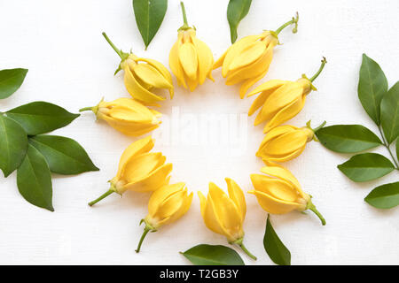 Ylang ylang fleur jaune de la flore d'Asie cercle arrangement style télévision jeter sur fond blanc Banque D'Images