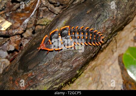 Platerodrilus trilobite beetle (ruficollis), Parc National de Kinabalu, Sabah, Bornéo, Malaisie Banque D'Images