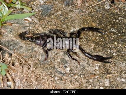 La Malaysian scorpion noir (Heterometrus spinifer), la réserve de Sepilok, Sabah, Bornéo, Malaisie Banque D'Images