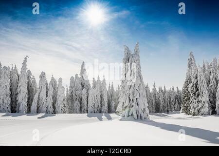 Sapins couverts de neige à Sunshine, Stubenwasen, Todtnau, Forêt Noire, Bade-Wurtemberg, Allemagne Banque D'Images