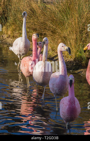 Les flamands des Andes à Slimbridge Banque D'Images