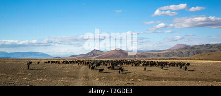 Bayan Ulgii, Mongolie, 2 octobre 2015 : l'homme nomade mongol ses animaux d'élevage Banque D'Images