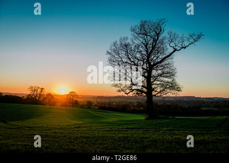 Silhouette d'arbre de chêne contre coucher du soleil doré. Avec l'espace négatif pour le texte Banque D'Images