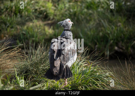 Crested Screamer à Slimbridge wetlands Banque D'Images