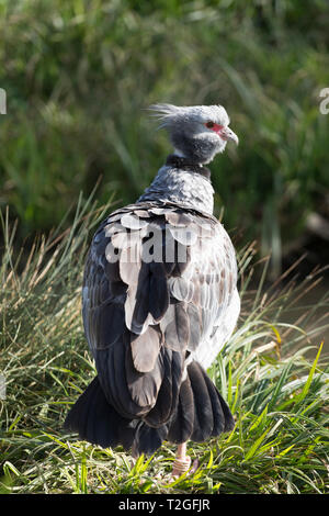 Crested Screamer à Slimbridge wetlands Banque D'Images