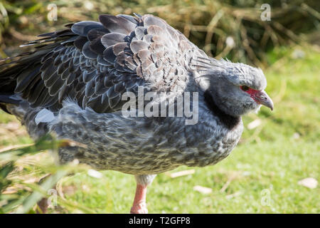 Crested Screamer à Slimbridge wetlands Banque D'Images