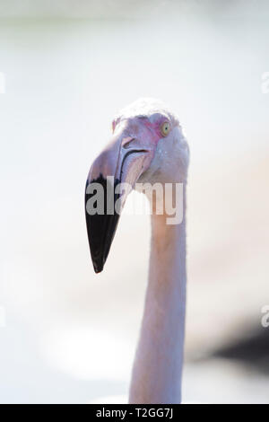 Close up d'un flamant rose's Head, à l'extérieur par une journée ensoleillée à Slimbridge Les zones humides, Angleterre Banque D'Images