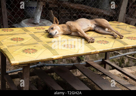 Chien errant dormir sur table en rue, Muang Ngoi Neua, district de Muang Ngoi, Luang Prabang Province, le nord du Laos, Laos, Asie du sud-est Banque D'Images