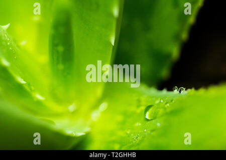 Macro photographie, close-up of Aloe Vera amer, couvertes de gouttes d'eau. Banque D'Images