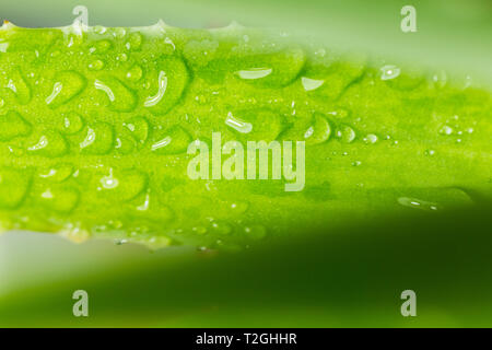 Macro photographie, close-up of Aloe Vera amer, couvertes de gouttes d'eau. Banque D'Images