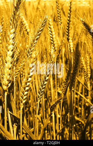 Photo de champs de blé pour la culture pendjabi. Banque D'Images