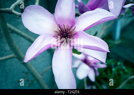 Les magnifiques fleurs d'un magnolia denudata. Banque D'Images