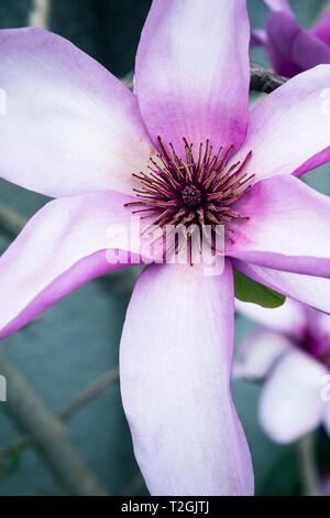 Les magnifiques fleurs d'un magnolia denudata. Banque D'Images