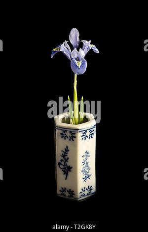 Iris reticulata - 'Alida' Banque D'Images