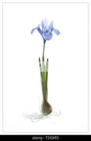 Iris reticulata 'Alida' Banque D'Images