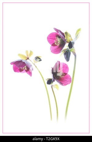 Hellebore trio Banque D'Images