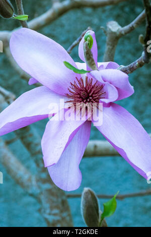 Les magnifiques fleurs d'un magnolia denudata. Banque D'Images