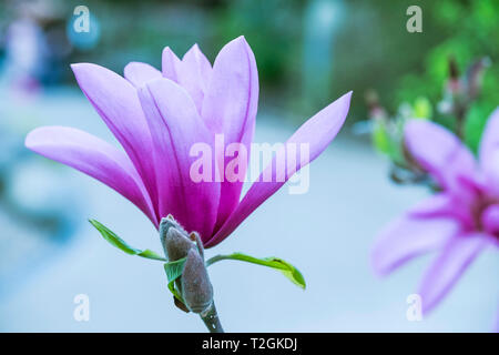 Les magnifiques fleurs d'un magnolia denudata. Banque D'Images