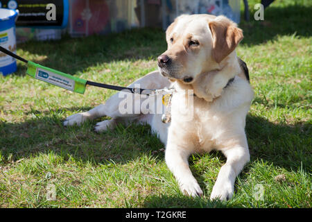 Golden Labrador comme chien-guide pour les aveugles au dog show à Helensburgh, en Écosse Banque D'Images