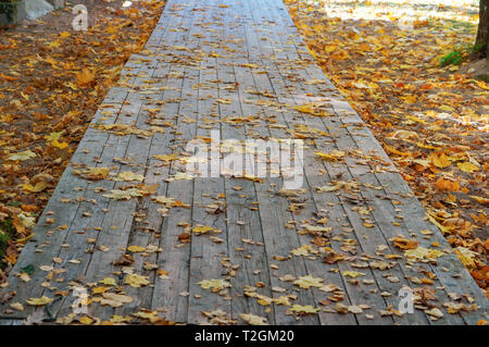 Le jaune des feuilles tombées sur le trottoir, à l'automne Banque D'Images