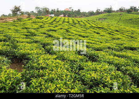 Plantation de thé de Kayonza au nord du Parc National de la Forêt impénétrable de Bwindi, au sud-ouest de l'Ouganda, l'Afrique de l'Est Banque D'Images