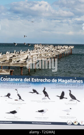 Cormorans (Phalacrocorax atriceps impériale) nichant sur une ancienne jetée à Punta Arenas, Chili. Banque D'Images