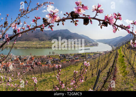 Temps de printemps à Wachau, Spitz village avec voile sur le Danube, en Autriche Banque D'Images