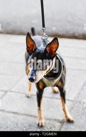 Doberman chien chihuahua noir style avec une posture et attendons avec attitude Banque D'Images