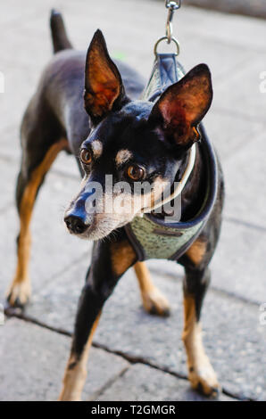 Doberman chien chihuahua noir style avec une posture et attendons avec attitude Banque D'Images