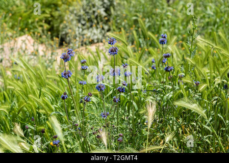 Beau bleu fleurs sauvages à la Walker Canyon - partie de la Californie du Sud, 2019 superbloom Banque D'Images