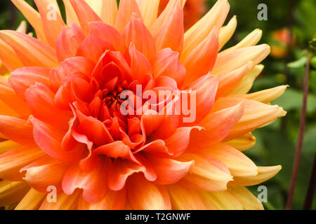 Dahlia rose orange douce balle fleurs détails macro photographie avec green hors focale arrière-plan. Banque D'Images