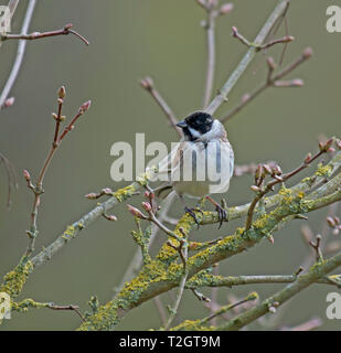 Reed, Bunting, Emberiza schoeniclus, Banque D'Images