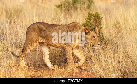 Lion, Panthera leo, promenades dans les longues herbes jaunes avec la furtivité. La Réserve nationale de Samburu, Kenya, Afrique de l'Est. Big cat espèces vulnérables side view Banque D'Images