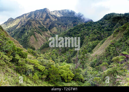 Forêt tropicale montagneuses tropicales sur des tufs volcaniques.Parc national du Morne Trois Pitons la Dominique. Banque D'Images