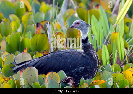 (Chauna torquata kamichi sud) dans le Pantanal, Brésil Banque D'Images